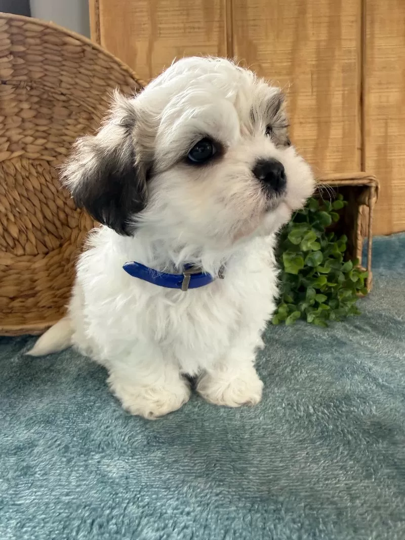 Fluffie