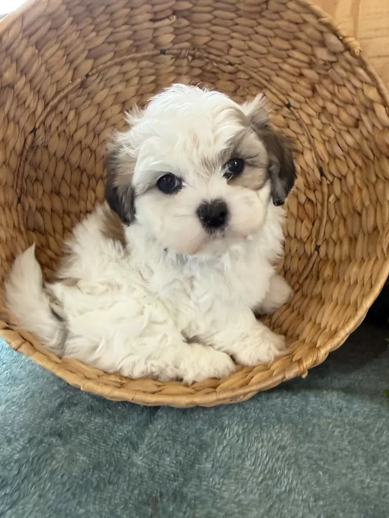 Fluffie