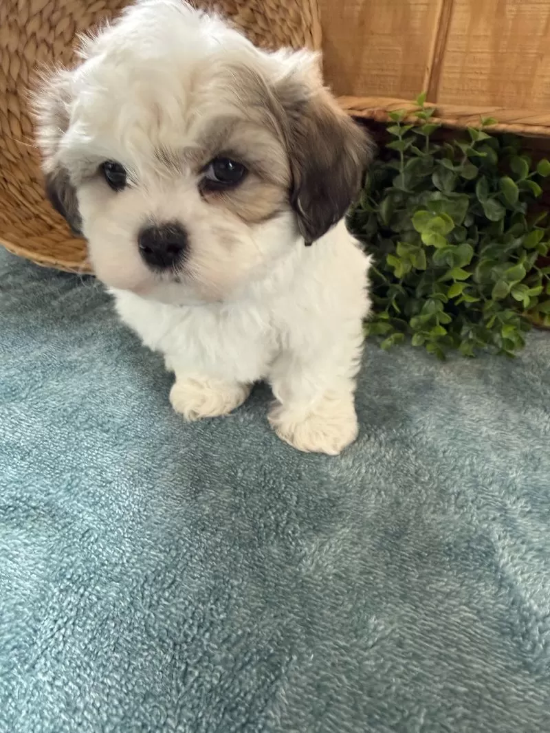 Fluffie