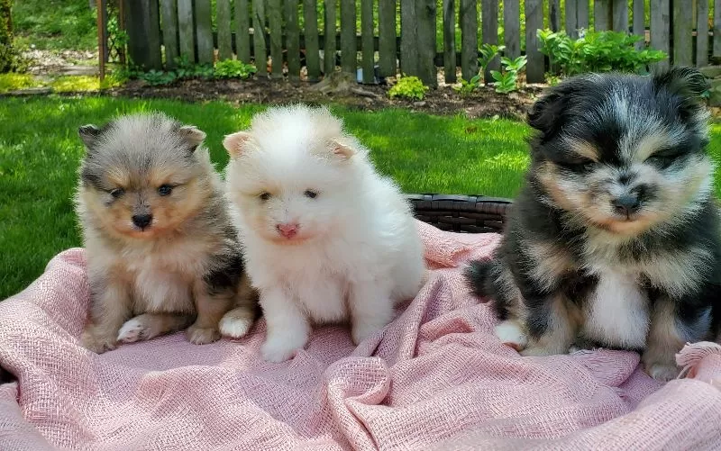 Pomeranians coming soon