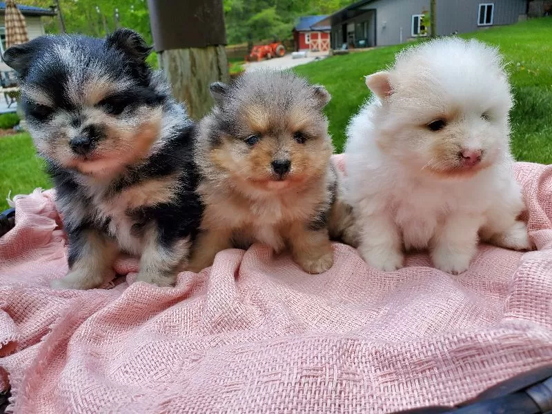 Pomeranians coming soon