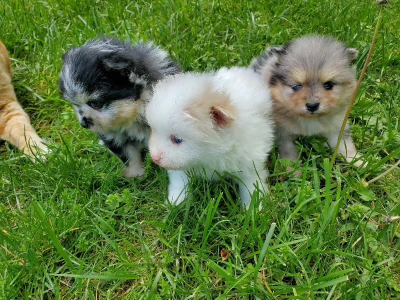 Pomeranians coming soon