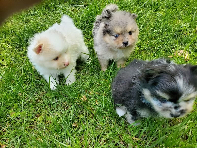 Pomeranians coming soon