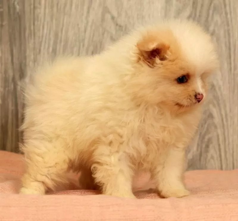 Petunia