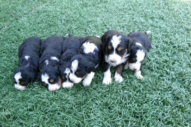 Mini Bernedoodles coming soon