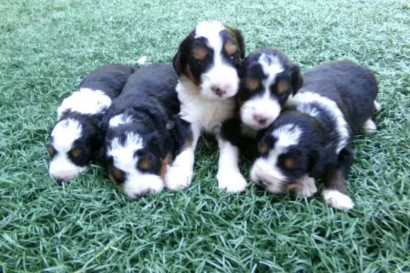 Mini Bernedoodles coming soon