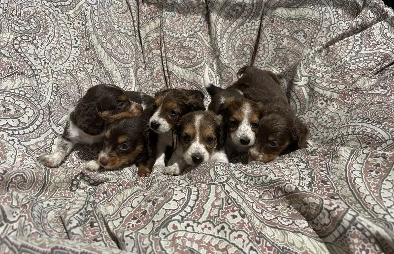 Mini Dachshund coming soon