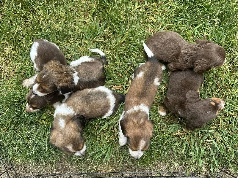 Mini Dachshund coming soon