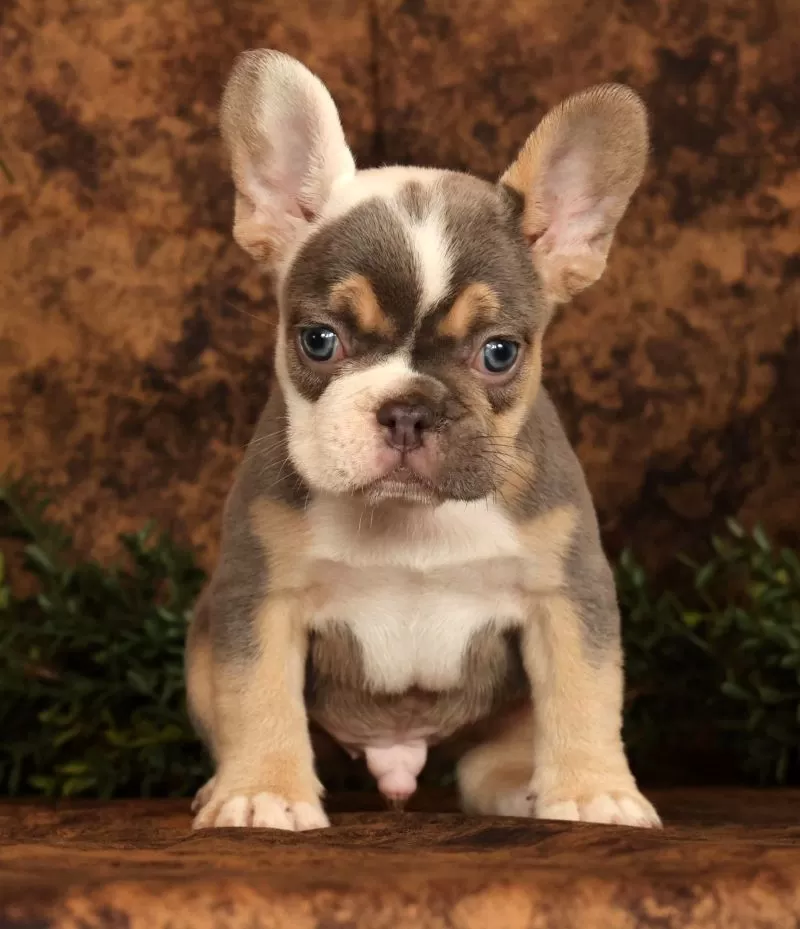 Mojo