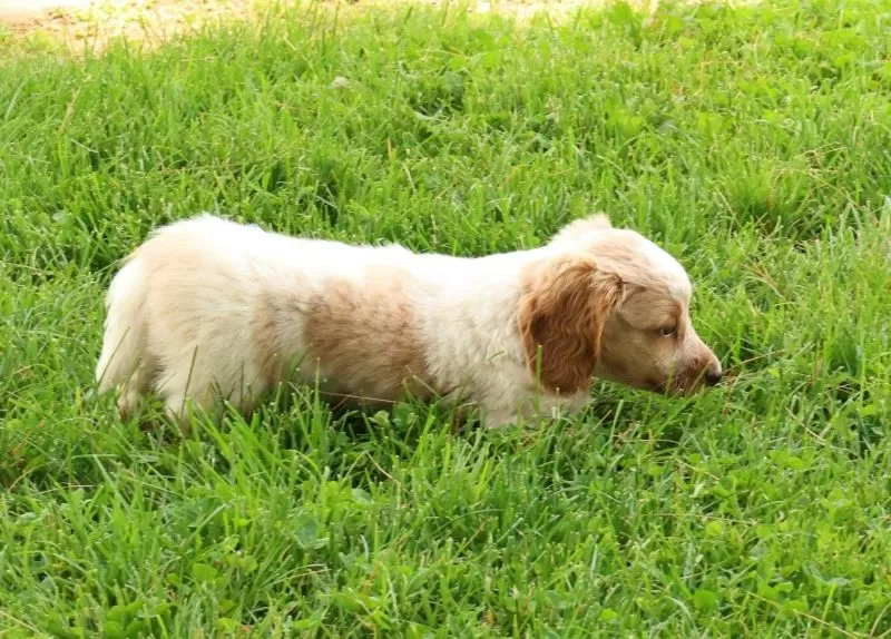Hank