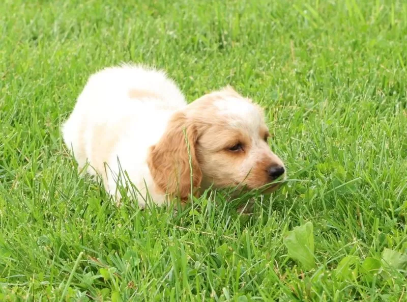 Hank
