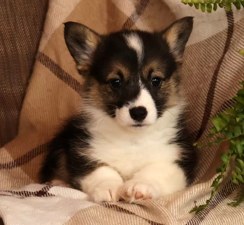 Jasmine