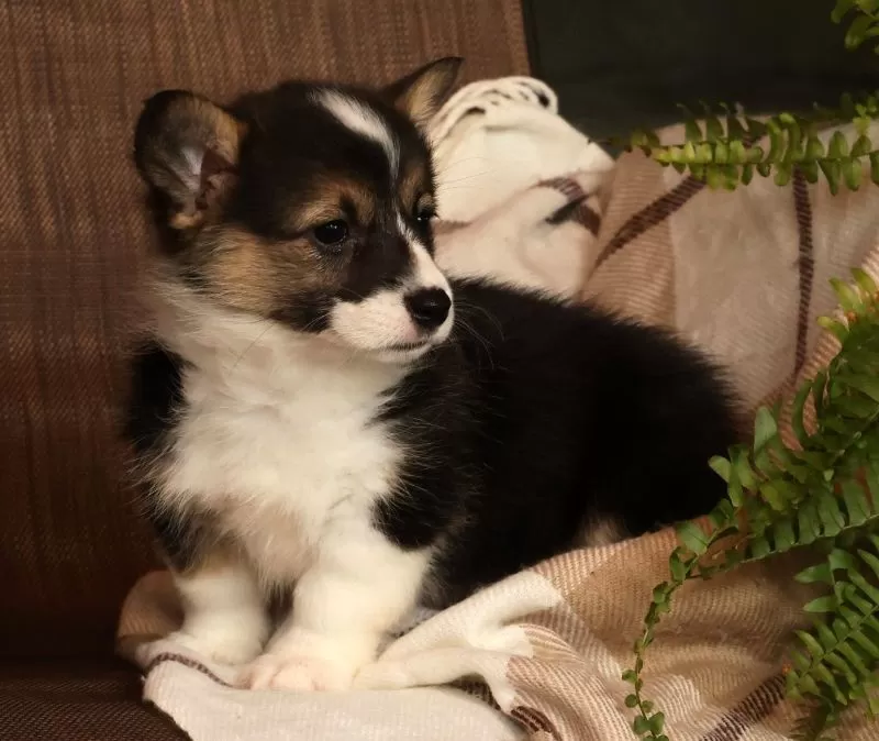 Jasmine