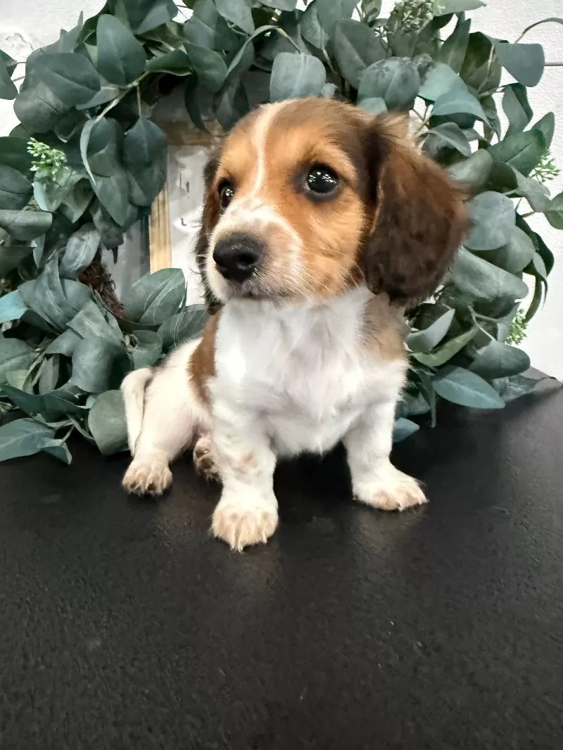 Romeo