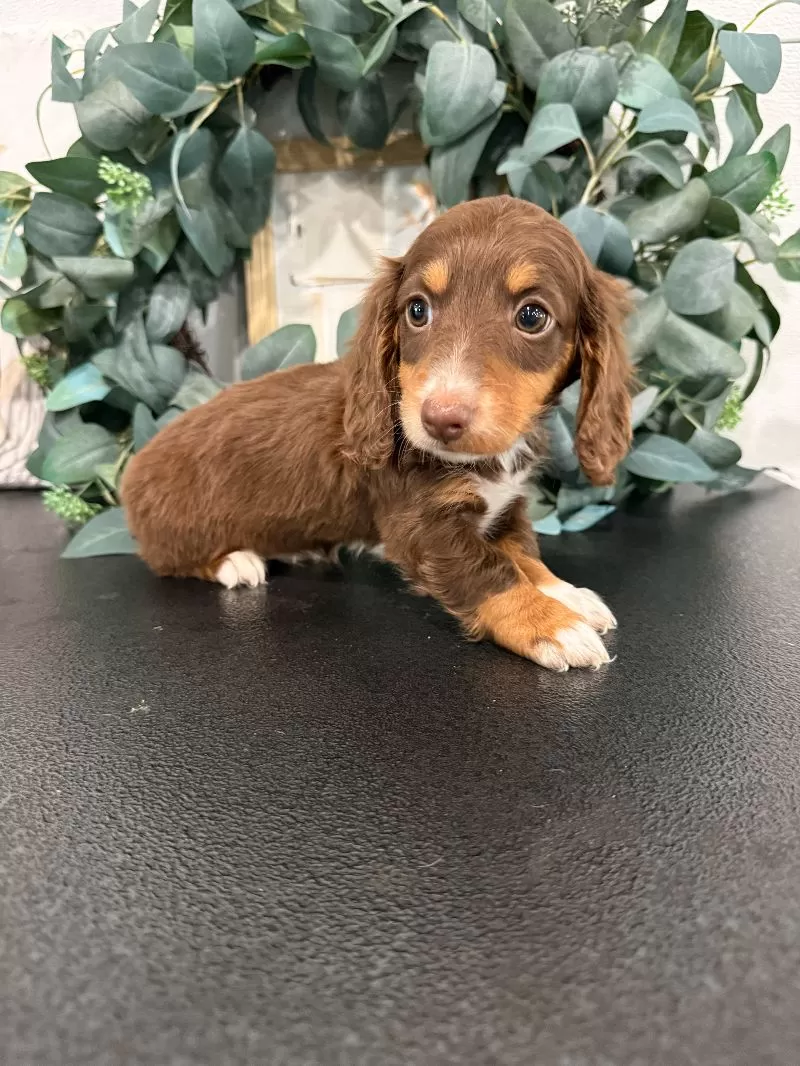 Daphne
