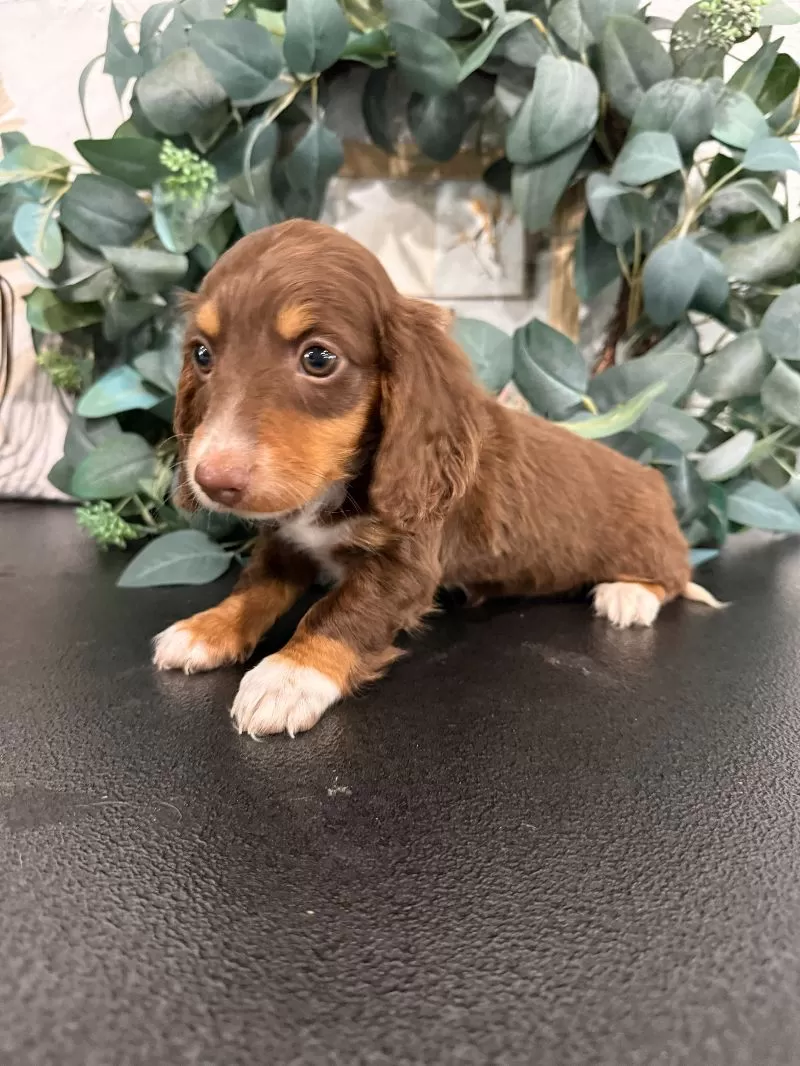 Daphne