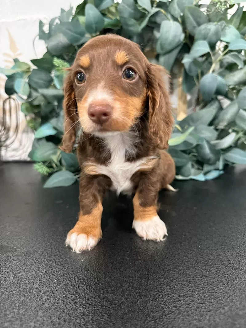 Daphne