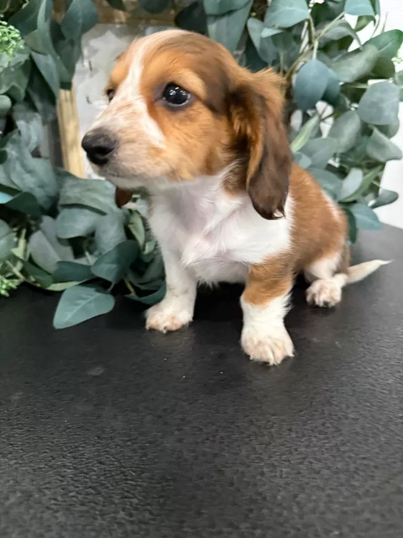Dixie