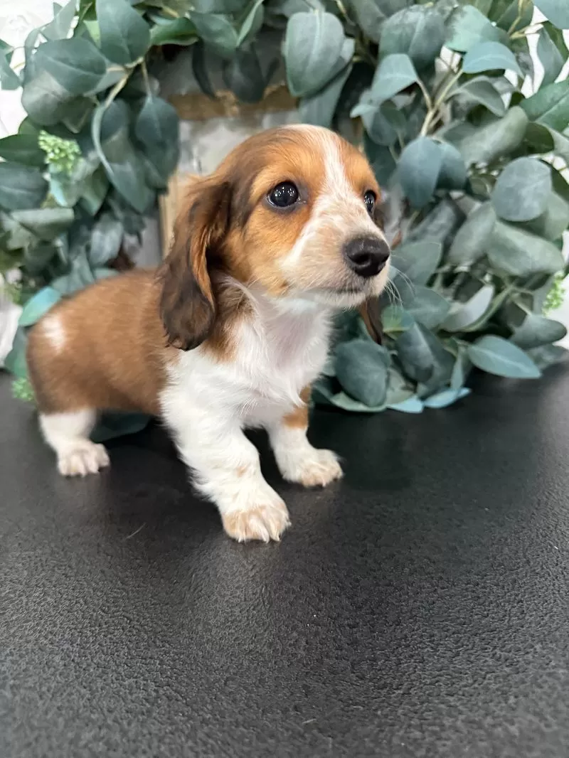 Dixie