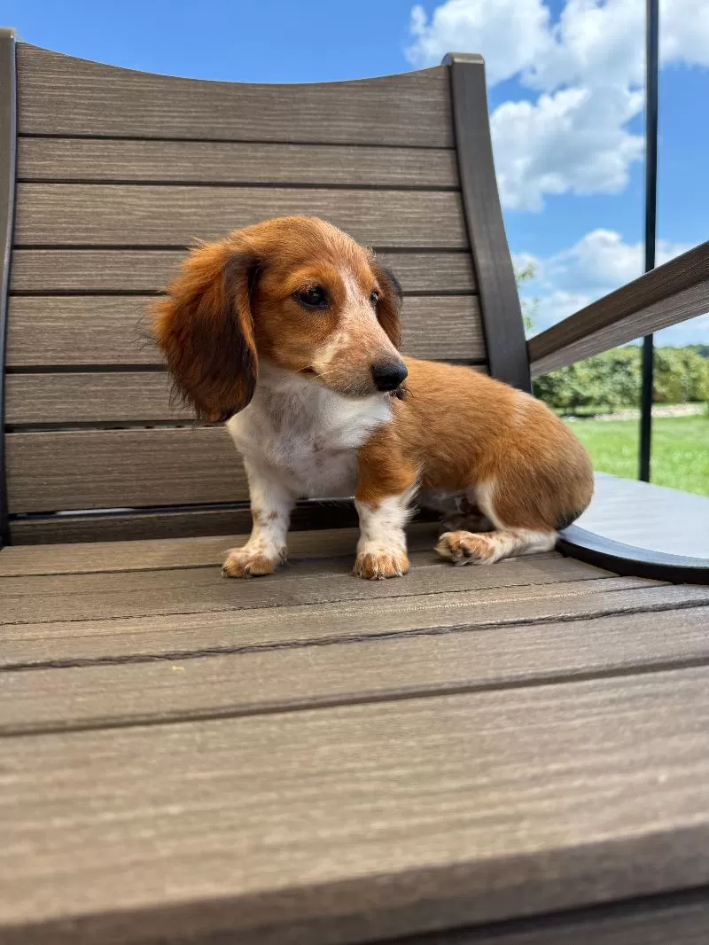 Dixie