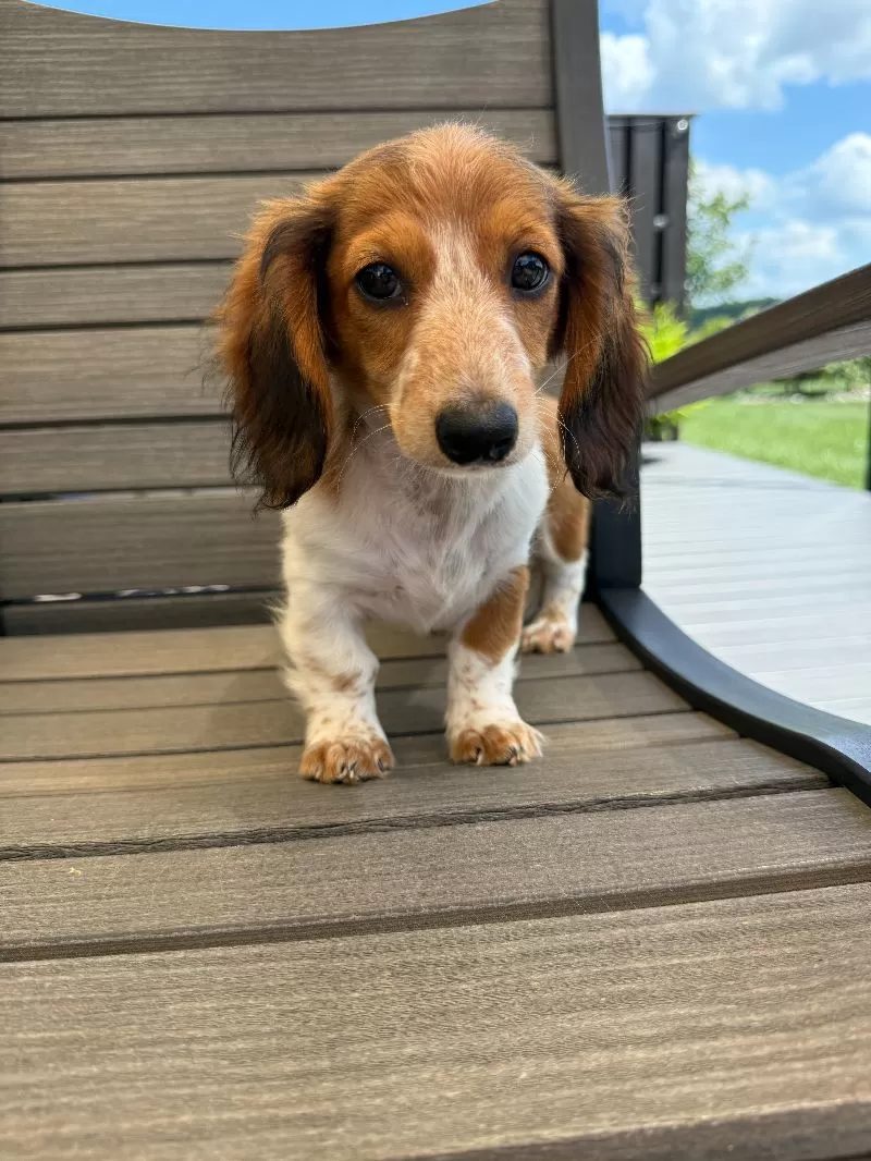 Dixie