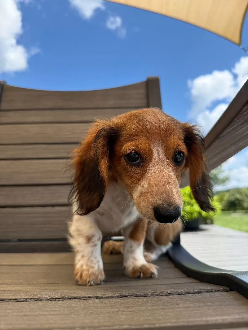 Dixie