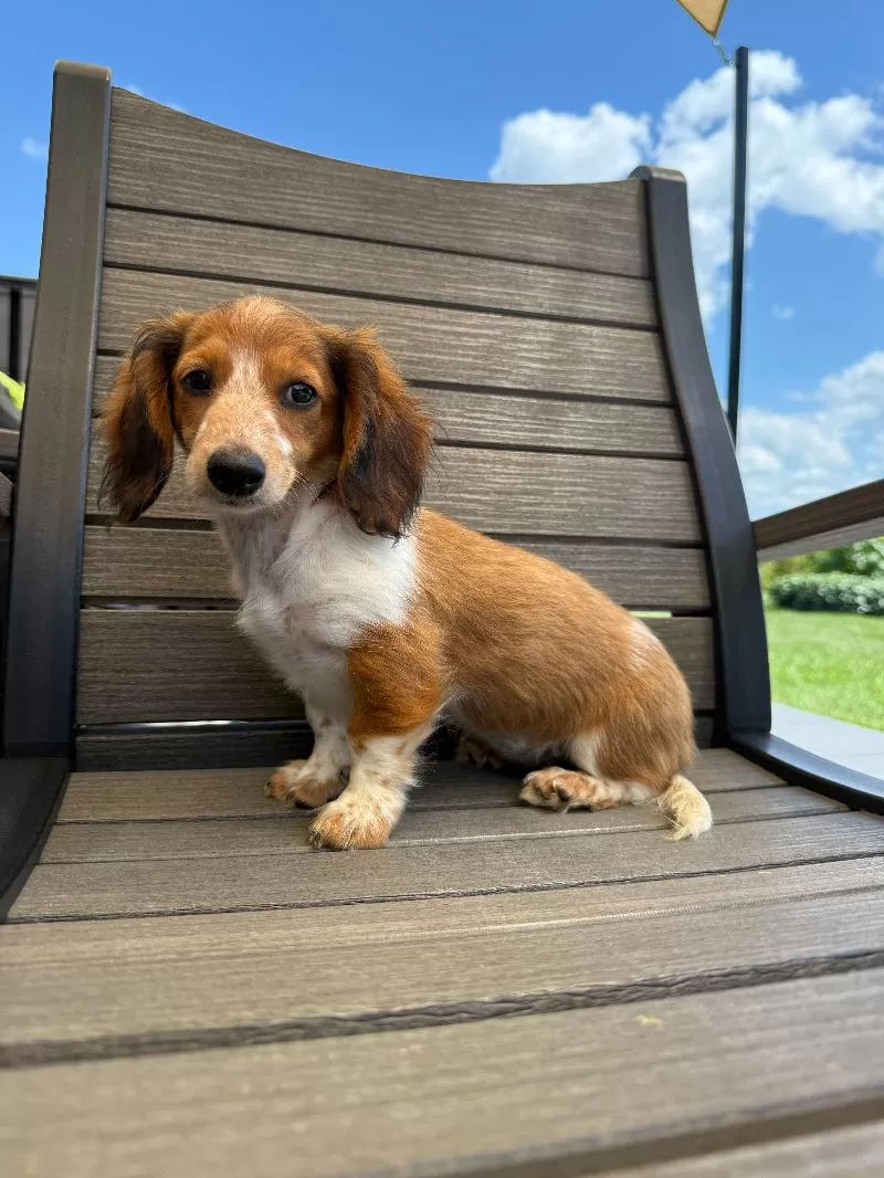 Dixie