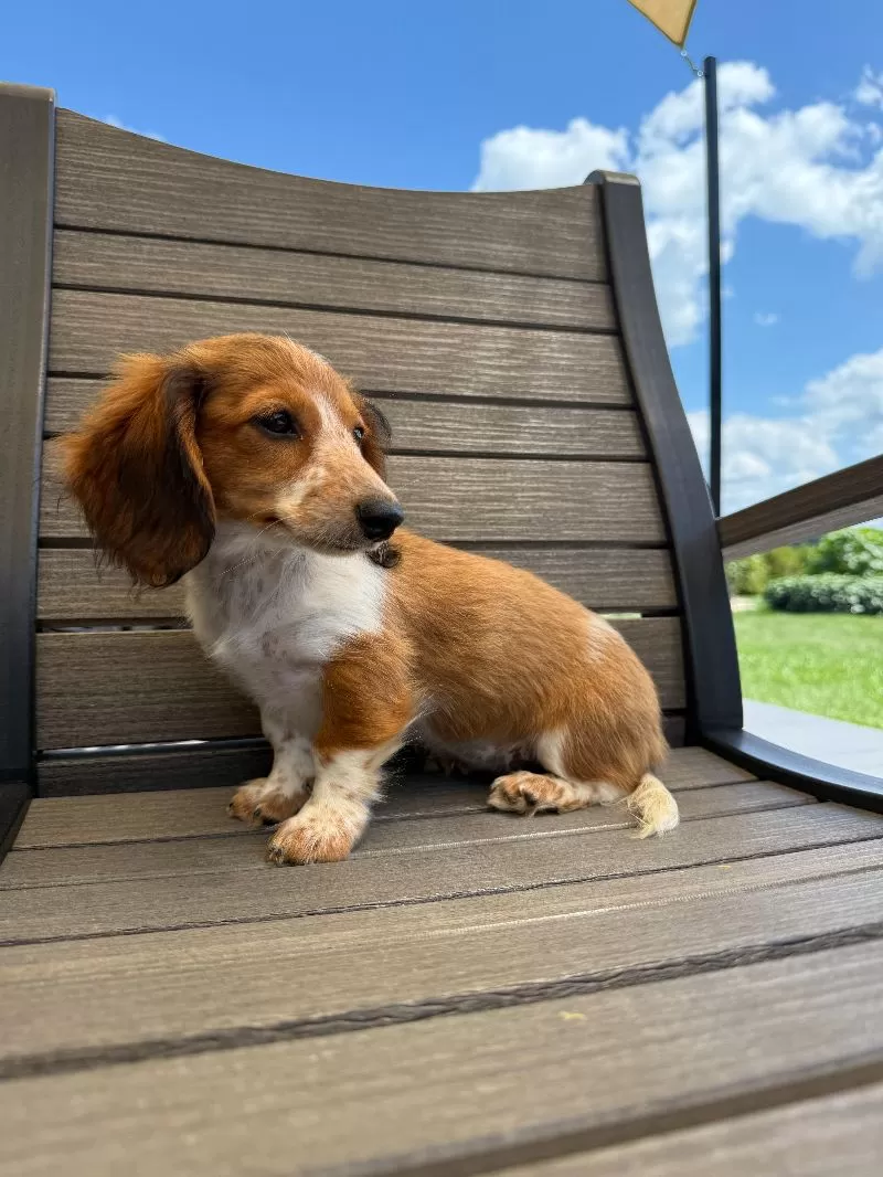 Dixie