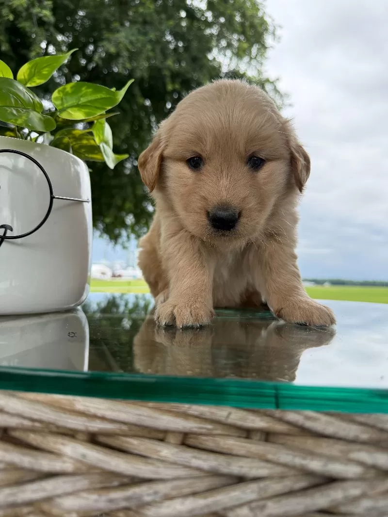 Hazel