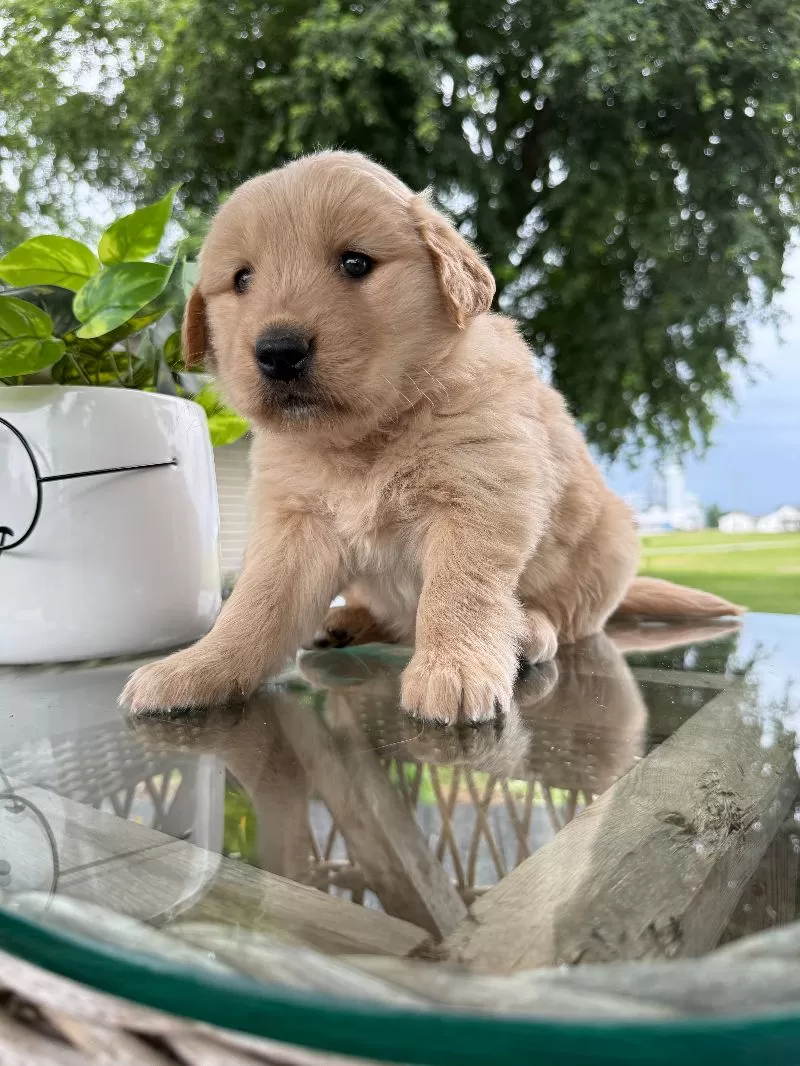 Hazel