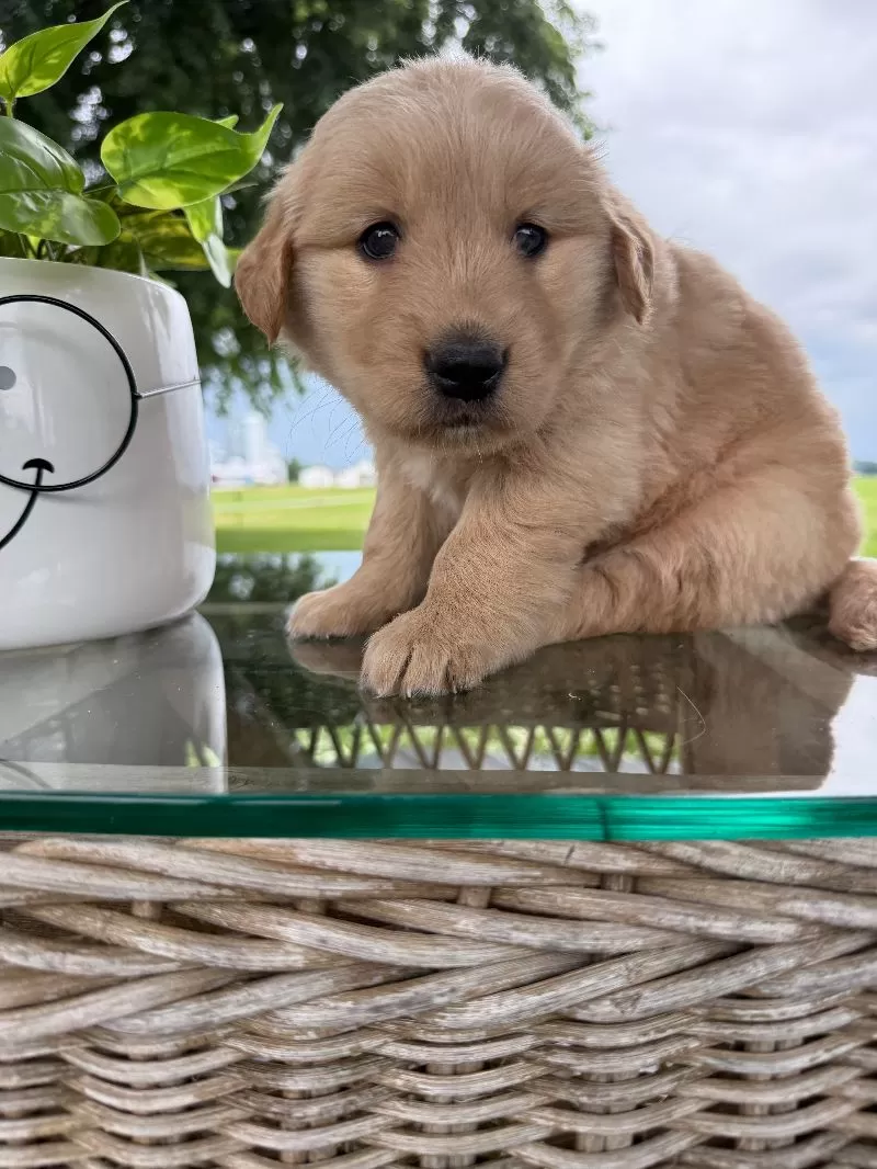 Hazel