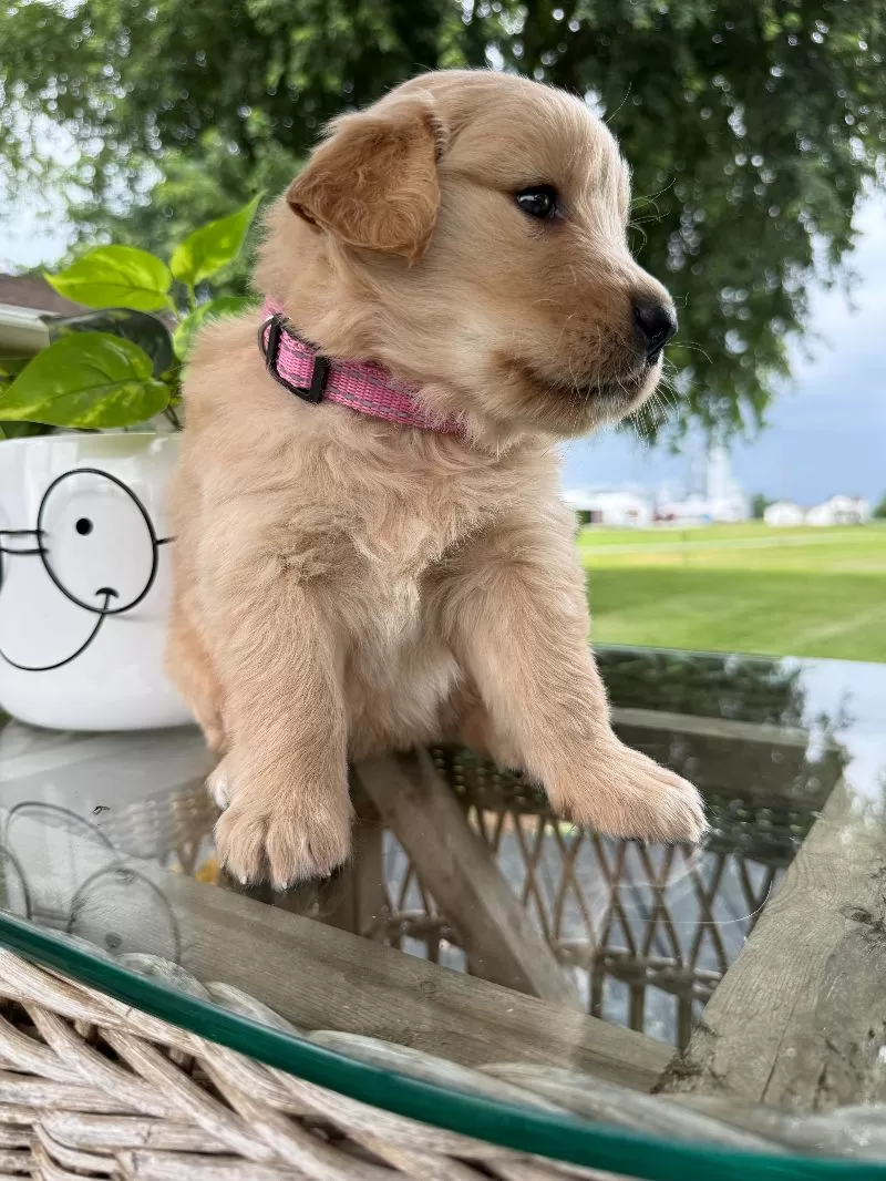 Hazel