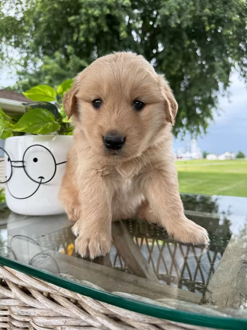 Hazel