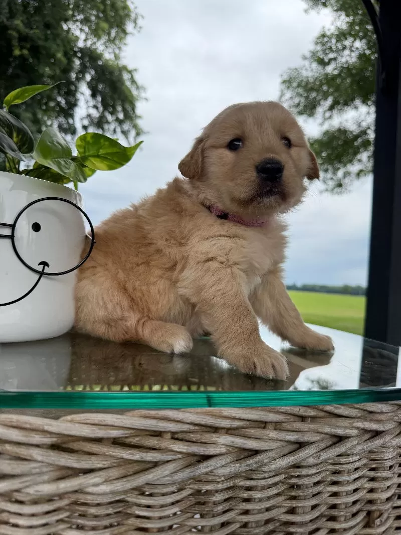Hazel