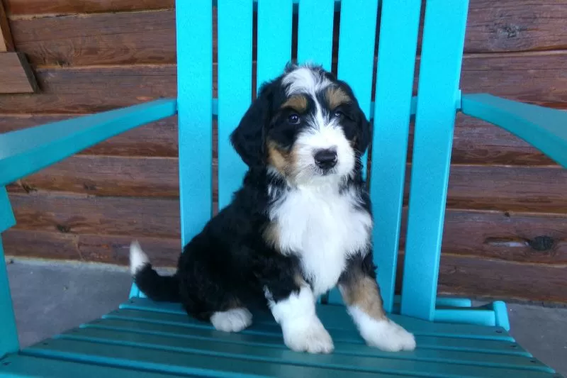 Bella