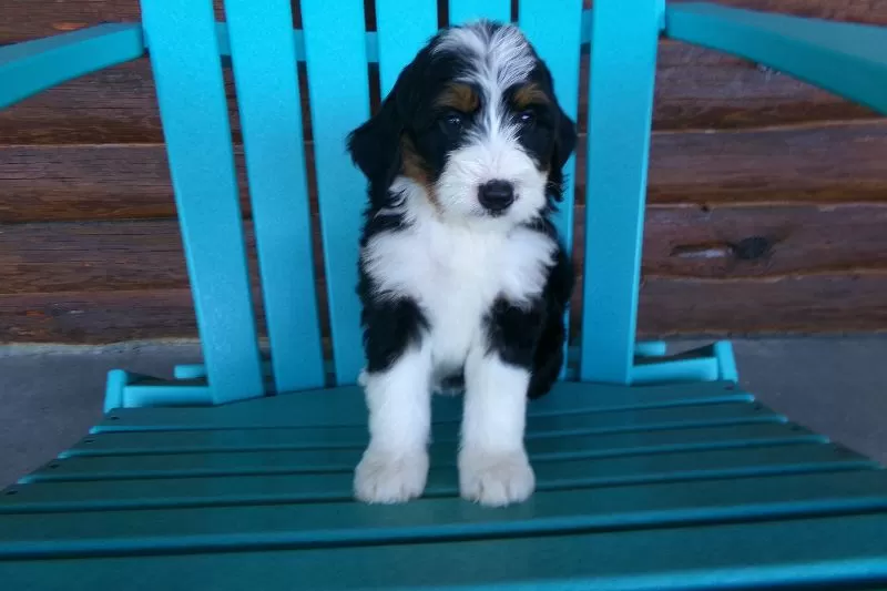 Butter Cup