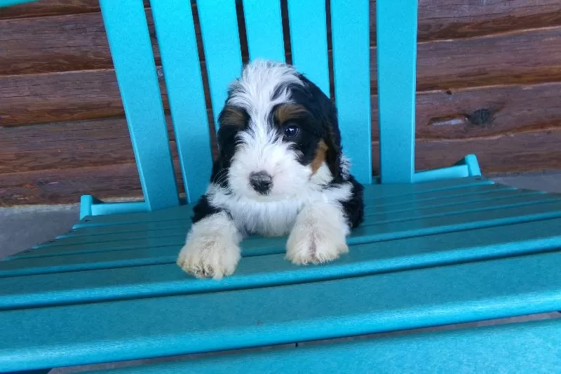 Benji