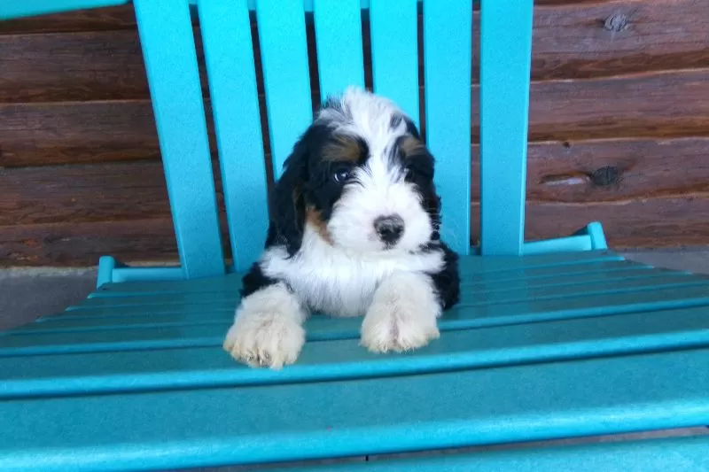 Benji