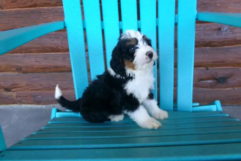 Benji