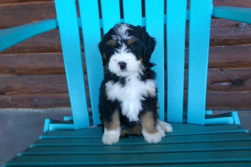 Bobby