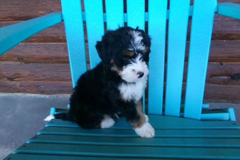 Bobby