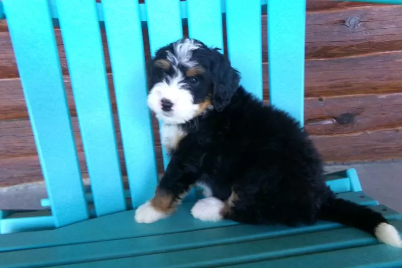 Bobby