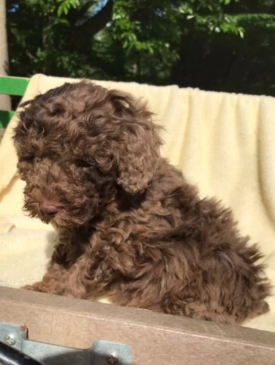 Coco
