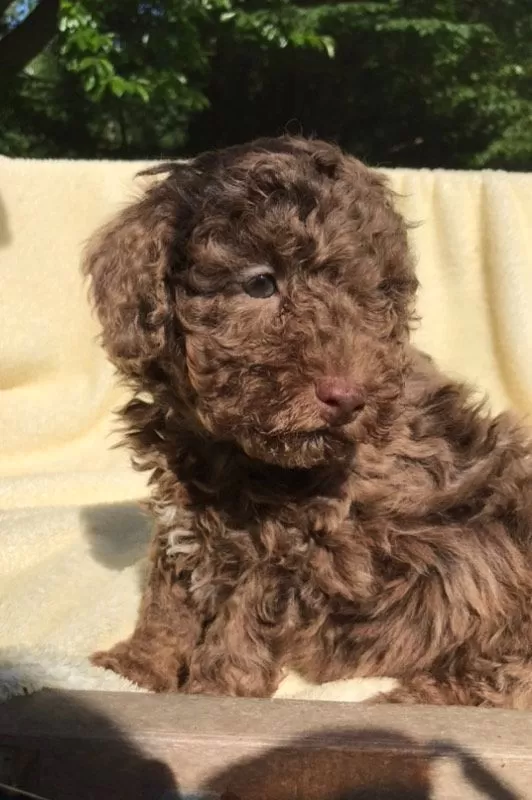 Coco