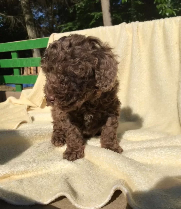 Coco