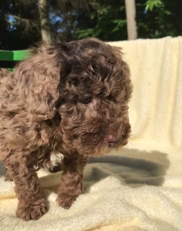 Coco