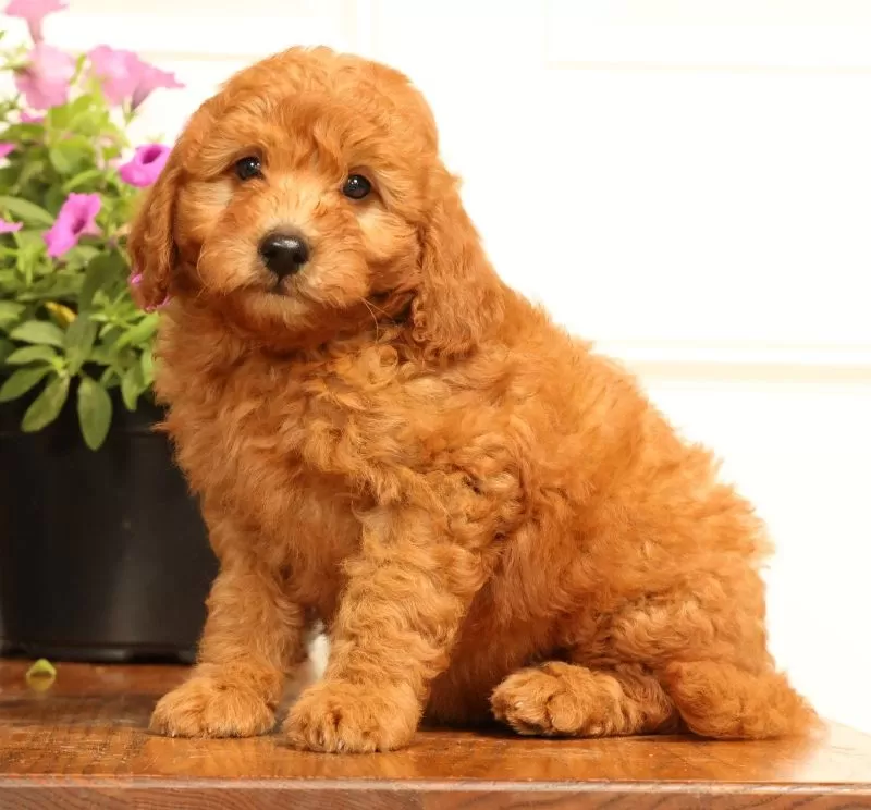 Fido