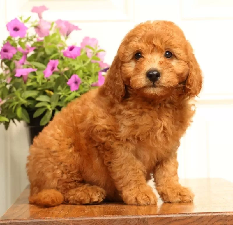 Fido