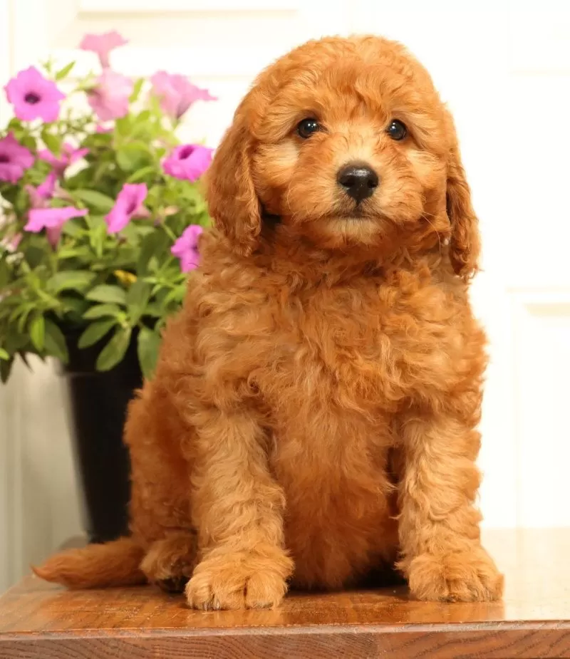 Fido
