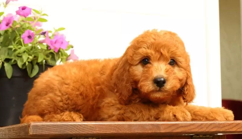 Fido